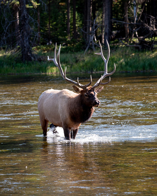 アビス・プール